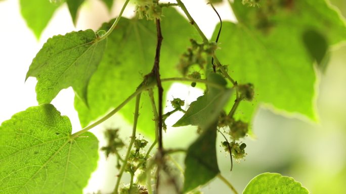 传播花粉的蜜蜂