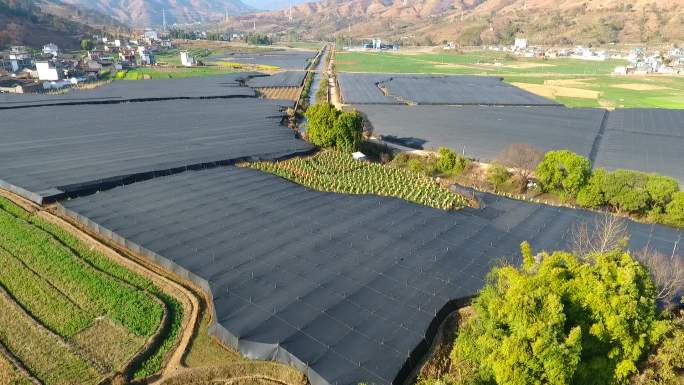 云南野生羊肚菌种植基地采摘航拍