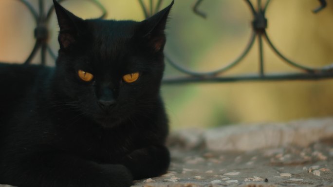 4K黑猫宠物猫眼睛亮晶晶