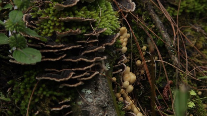 美味山珍蘑菇-野生菌
