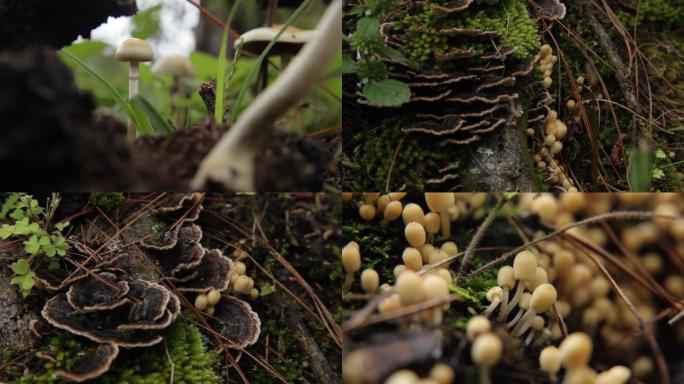 美味山珍蘑菇-野生菌