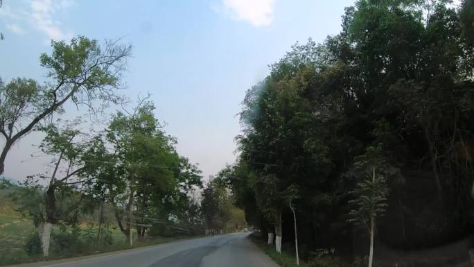 云南勐海近郊老公路两旁的行道树