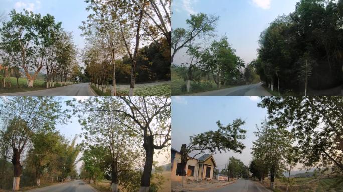 云南勐海近郊老公路两旁的行道树