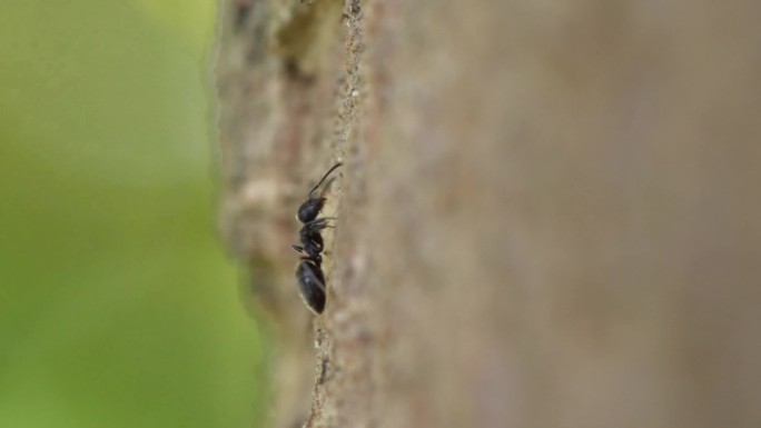 【原创4K】唯美野花蜜蜂蚂蚁抚摸花朵