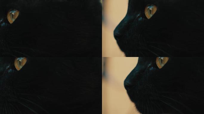 4K黑猫脸部轮廓眼睛喵星人