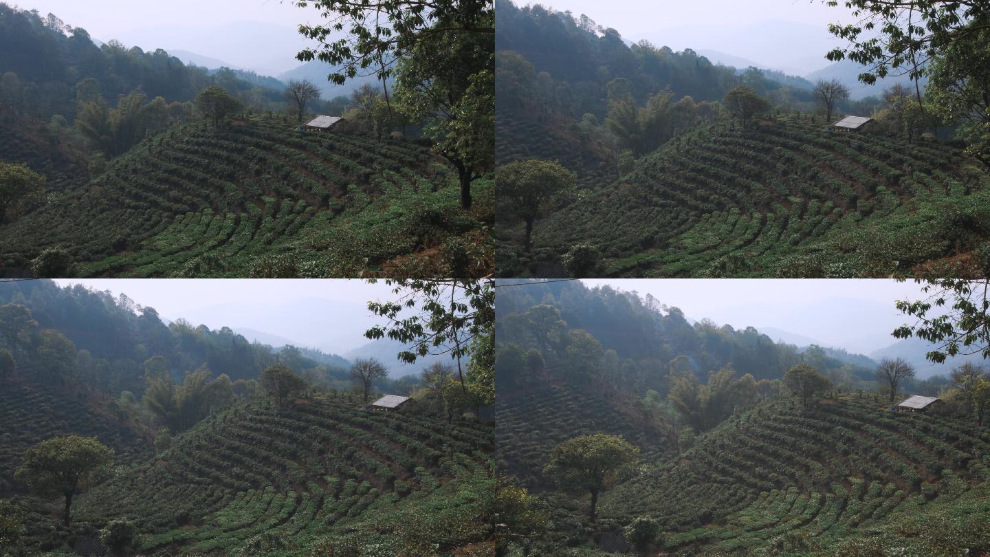 4k视频，普洱茶山的台地茶园