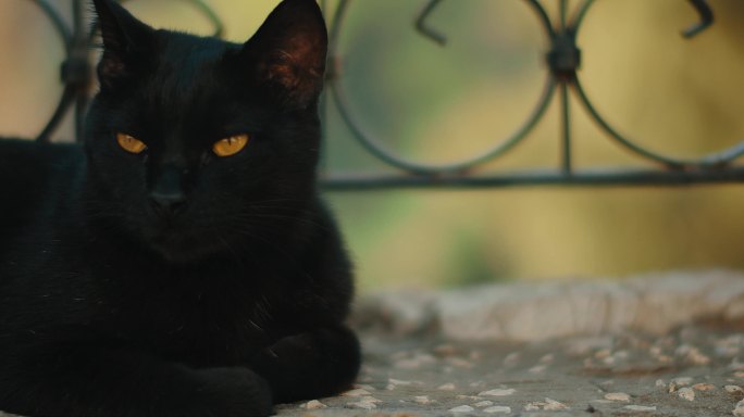 4K黑猫宠物猫黄色眼睛奶凶