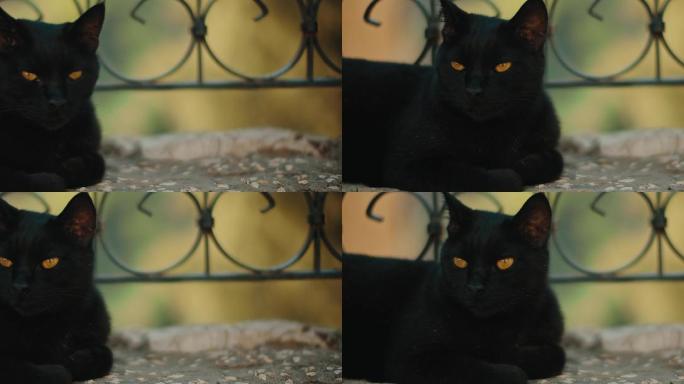 4K黑猫宠物猫黄色眼睛奶凶