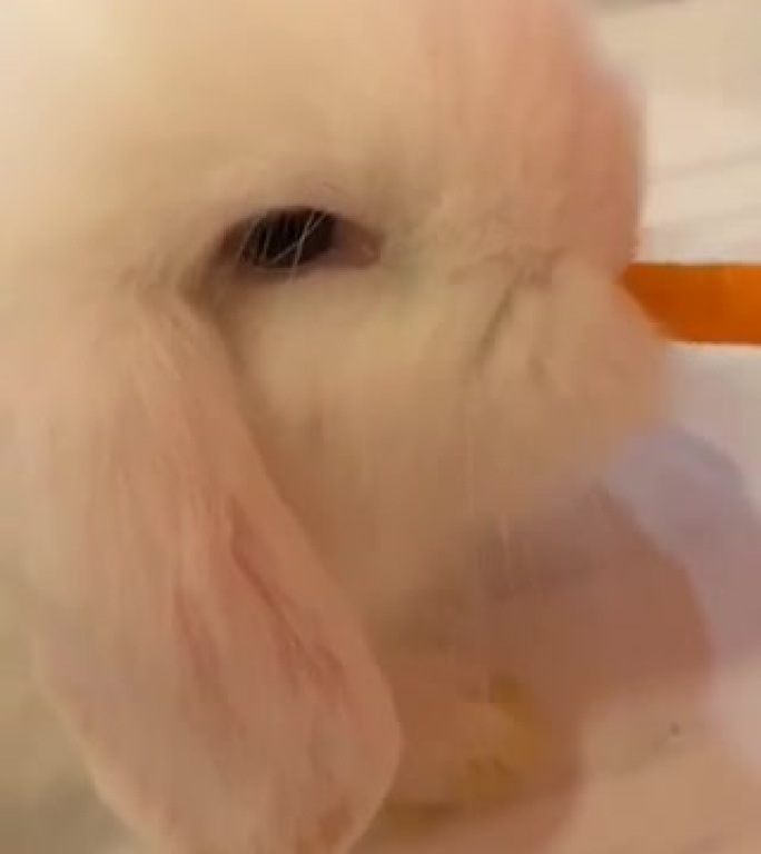 垂耳兔吃胡萝卜