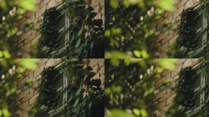 4K墙壁窗口绿植爬山虎藤蔓