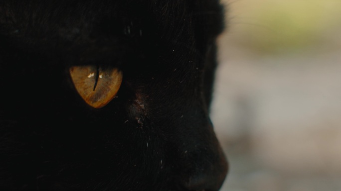 4K黑猫宠物猫眼睛炯炯有神特写