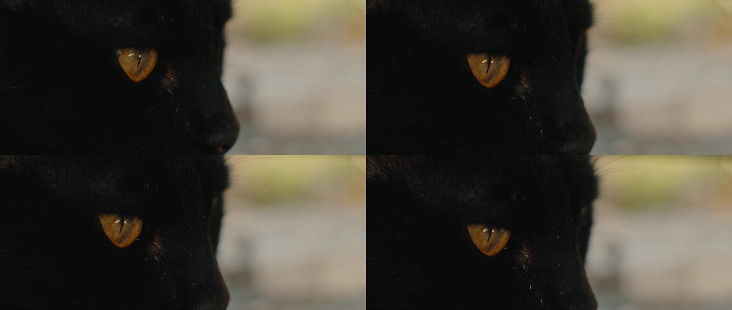 4K黑猫宠物猫眼睛炯炯有神特写