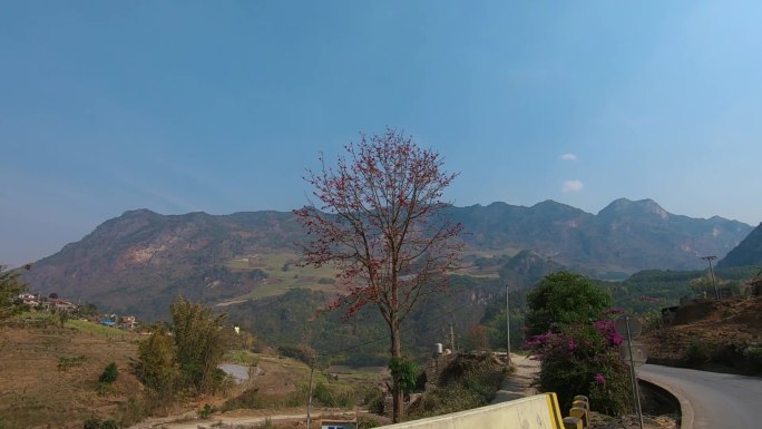 中缅边境，车窗外的一棵木棉树
