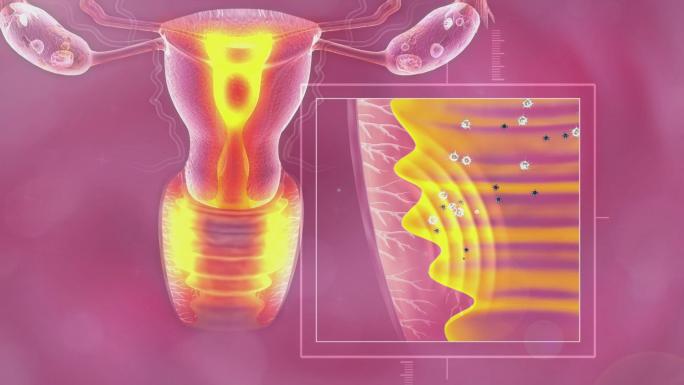 女性生殖系统再生粘膜使敏感和弹性增强