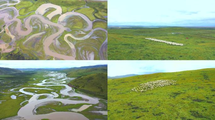 航拍若尔盖湿地草原羊群