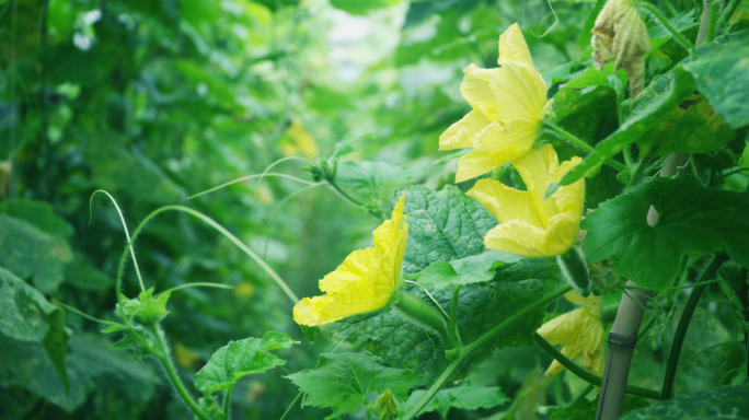 【4K】实拍冬瓜素材，瓜花盛开