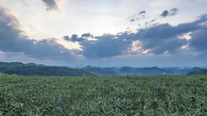 4K延时山岗药材基地9秒