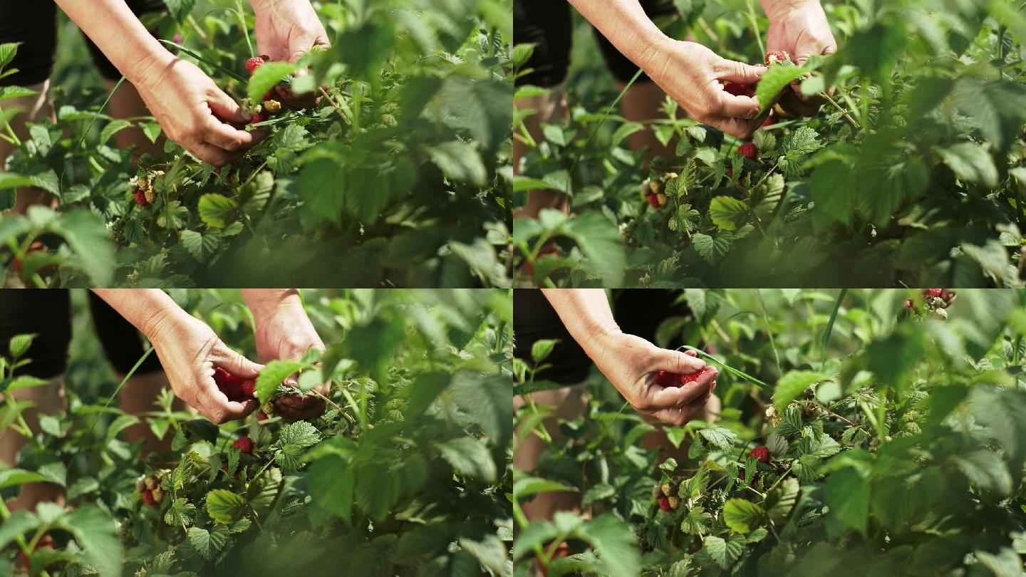 农民采摘浆果摘草莓农家乐天然绿色食品水果