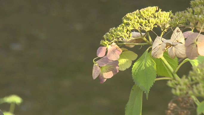 落花流水