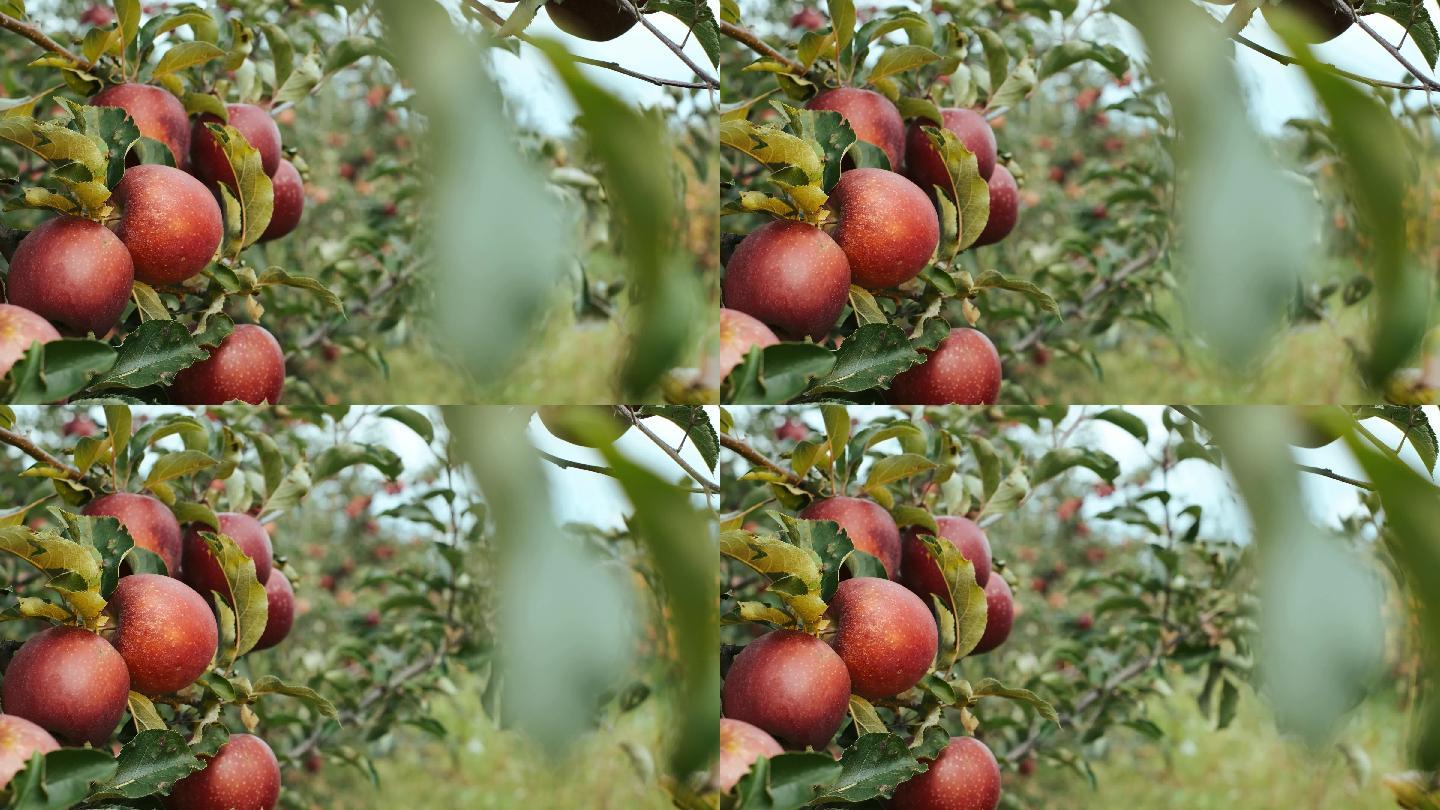 4K果园苹果树采摘水果园绿色无污染
