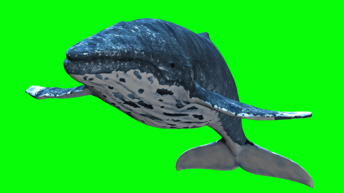 鲸鱼8k（01）-绿屏抠像