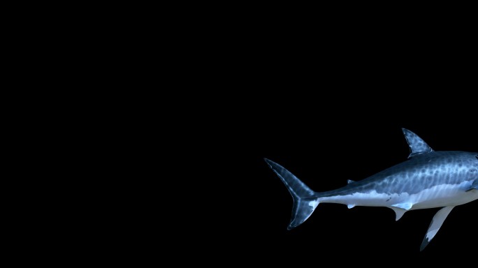 天幕地幕互动媒体鲨鱼大白鲨带通道循环动