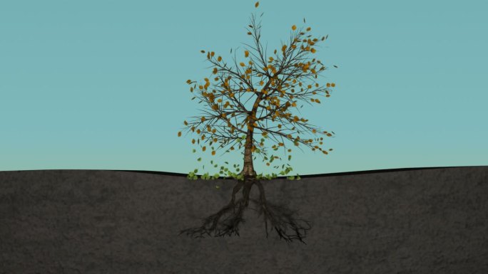 （带通道）人体肾脏