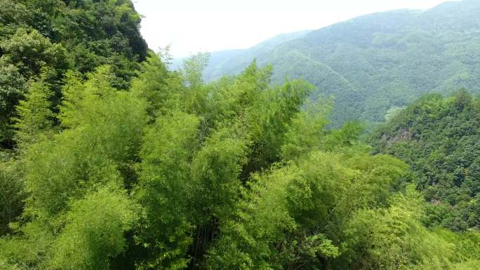 大川村竹林飞出出现泽雅水库