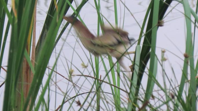 水鸟在水草丛中窜起