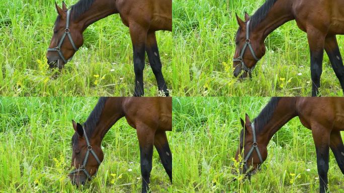 大草原马匹吃草绿地青草地