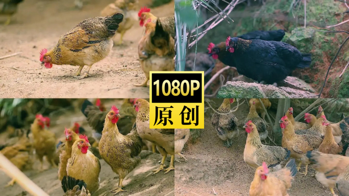 三黄鸡散养鸡
