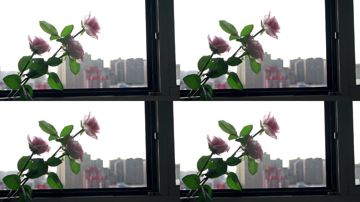 窗台上的粉色玫瑰花
