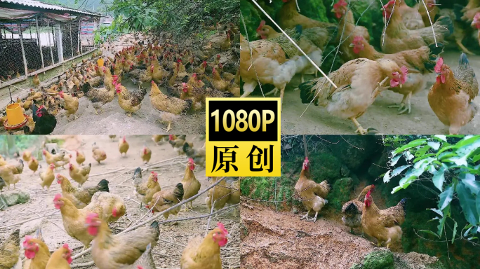 三黄鸡散养鸡鸡群