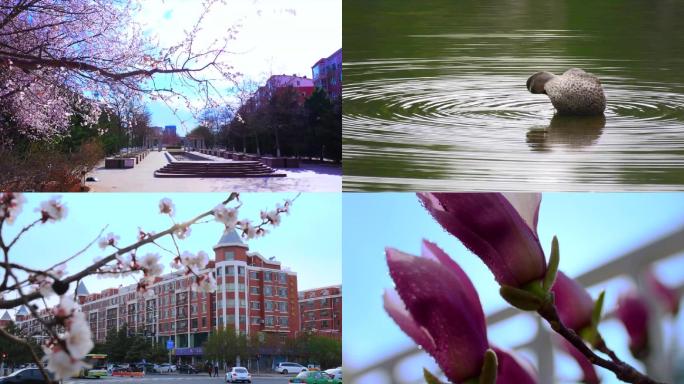 鲜花绿树掩映下的城市街路公园