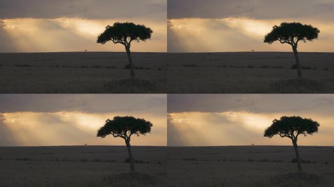 4K沙漠中的树生命生长顽强生命力孤独的树