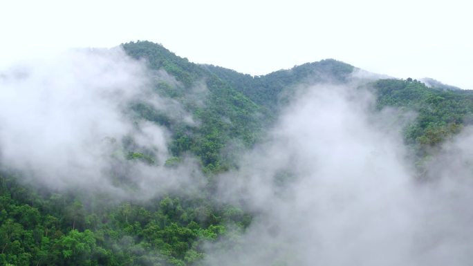云雾缭绕的原始森林4K