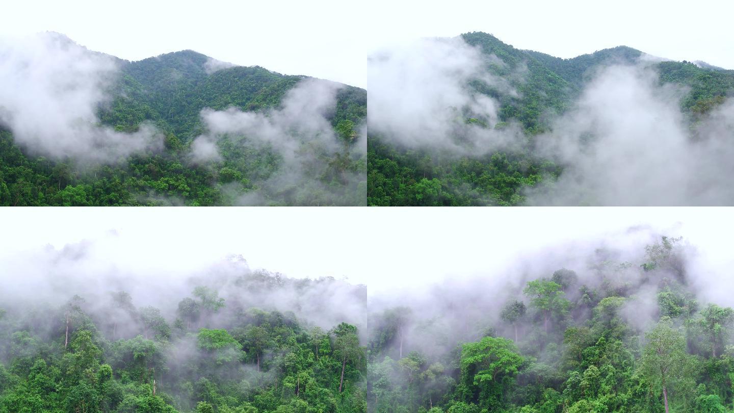 云雾缭绕的原始森林4K