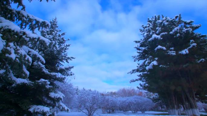 城市公园雪景树挂冰面