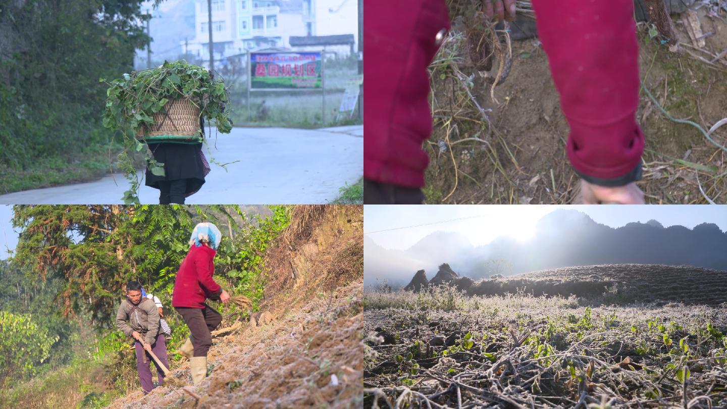 山区农村霜降早晨农民劳作