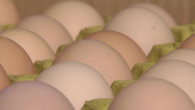 养殖场蛋鸡水帘捡蛋机鸡蛋捡蛋