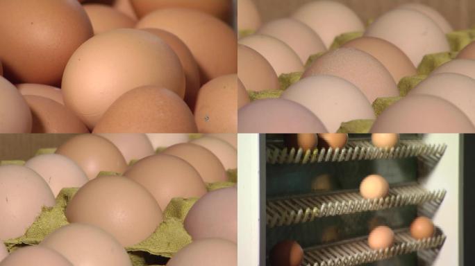 养殖场蛋鸡水帘捡蛋机鸡蛋捡蛋