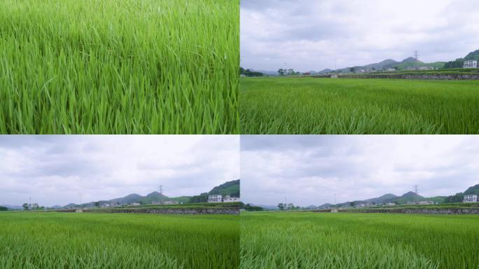 农作物杂交水稻