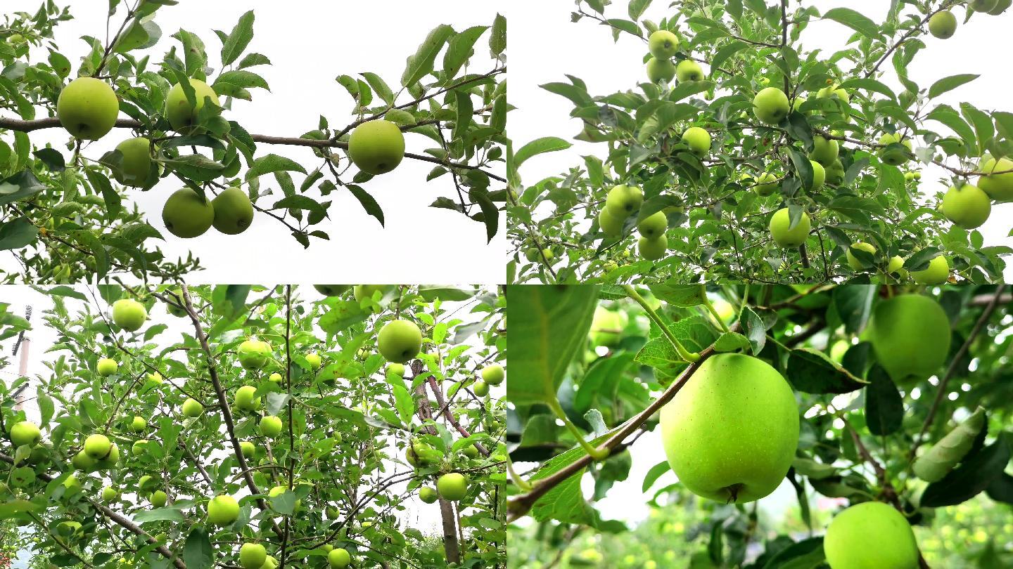 4k苹果园-青苹果-水果