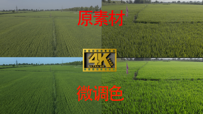 4K低拍稻田