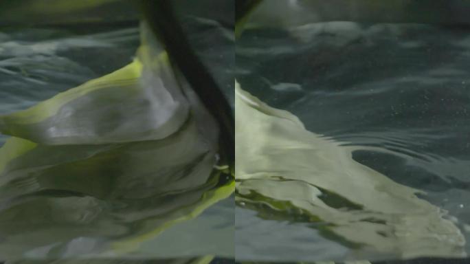 粽叶在水里洗的画面展示-log