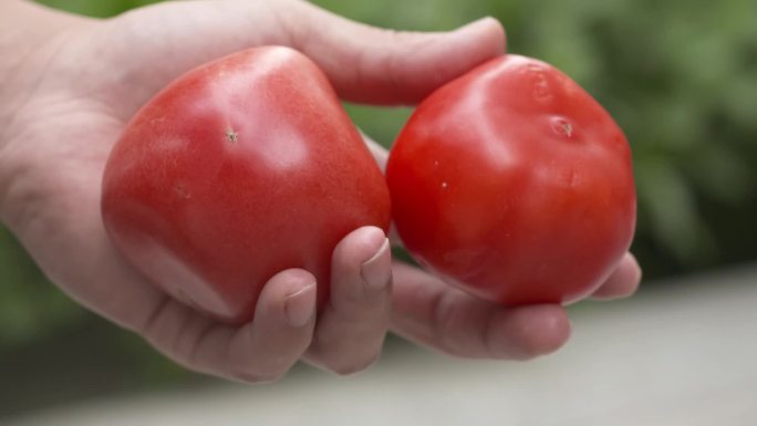 西红柿番茄畸形果空洞果