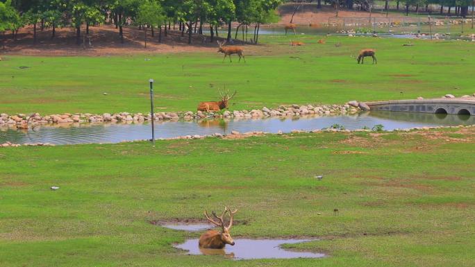 北京麋鹿苑草坪树林河流麋鹿麂子大雁