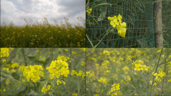 油菜花,迎春花,乡下春天实拍素材.