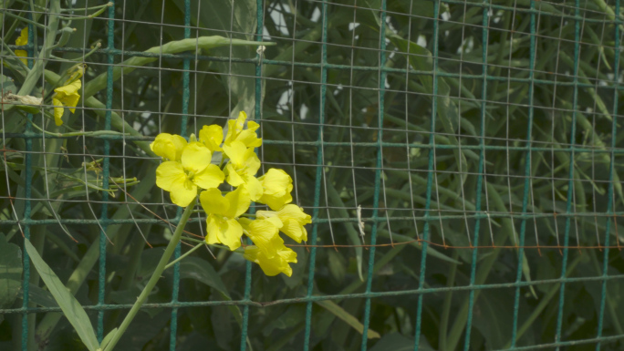 油菜花,迎春花,乡下春天实拍素材.