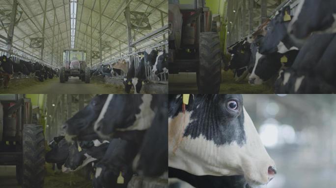 奶牛养殖场牛奶奶牛喂养牧草牛